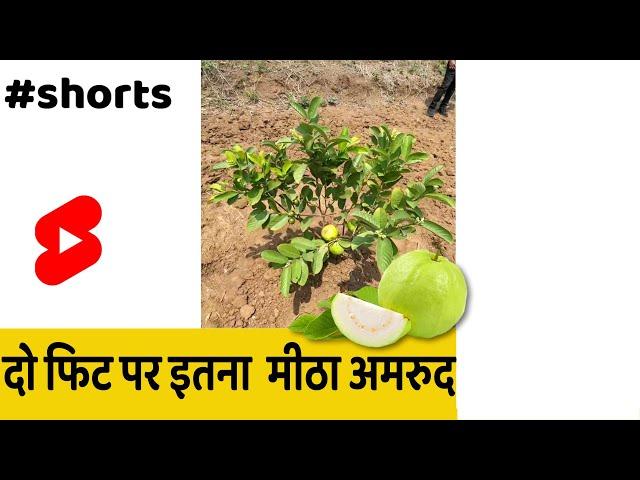 2 Feet pr 2Kilo Fruits #shorts #indianfarmer #food | Guava Farming