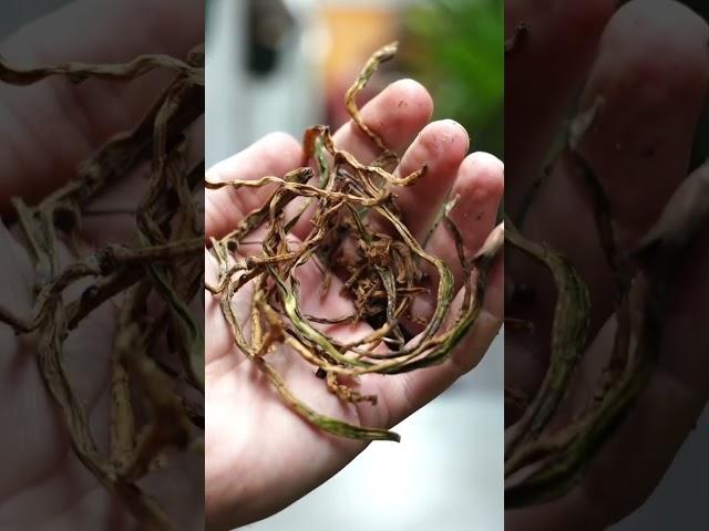 Saving an orchid from root rot #orchids