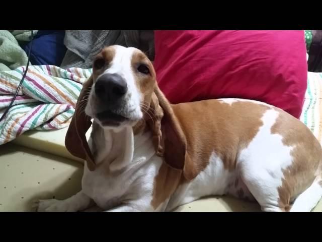 Mildred the Basset Hound Howling