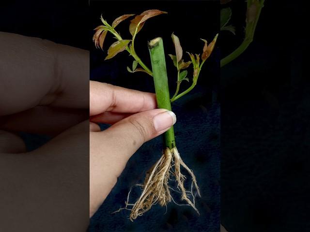 How to Grow Rose Tree from Cutting In A Brinjal (New Techniques)