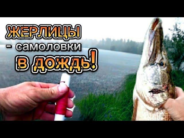 Жерлицы-Самоловки в дождь! Мой рекорд для этого водоёма! Щука!