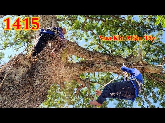 Vua Khỉ Miền Tây cưa nhiều nhánh dài của cây Còng khủng (2/4) Cutting tree