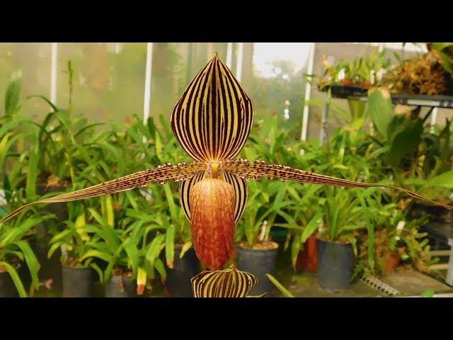 UNBELIEVABLE Orchids (World's Most Spectacular Plants episode 12 of 14)