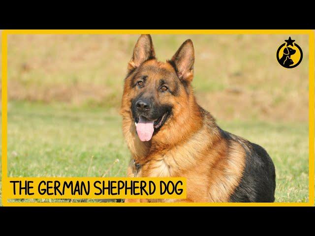 German Shepherd: Attributes, Personality and Training