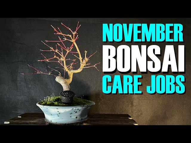 Essential November Bonsai Care