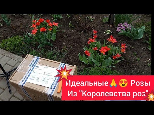 СУПЕР сорта и СУПЕР саженцы из "Королевства роз"