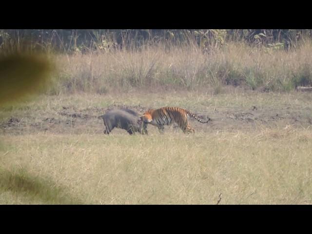 Tiger Attacks Wild Boar - Tadoba National Reserve ( see Description ). Situation flips at 7:30