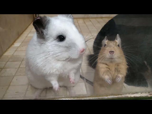 FIGHT Octodon VS chinchilla VS rabbit