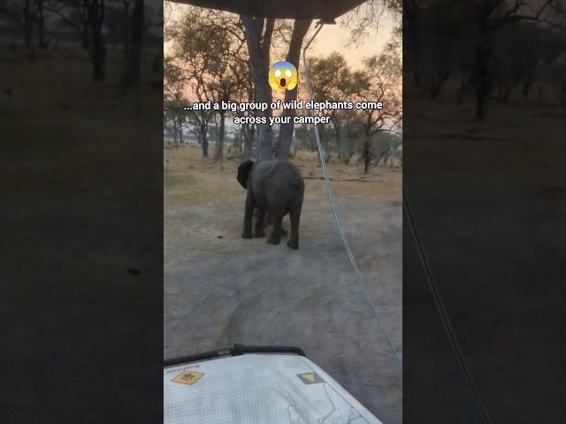 Wild #elephants on our #campsite in #africa  what would you do? #travelshorts #africanwildlife