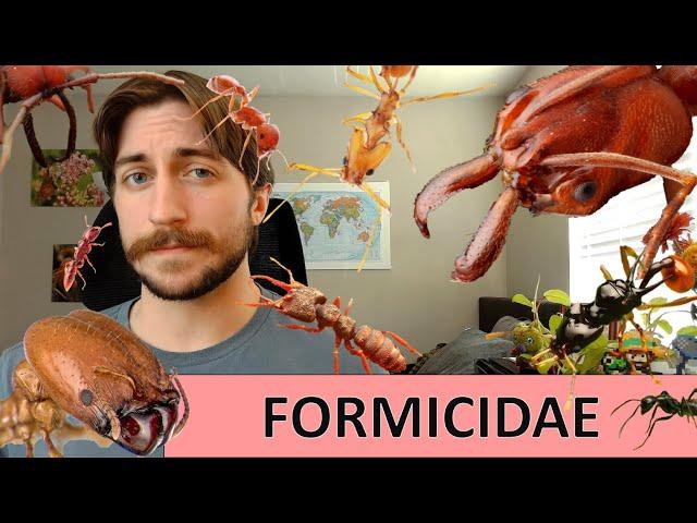 Formicidae: The Ants - Family Spotlight