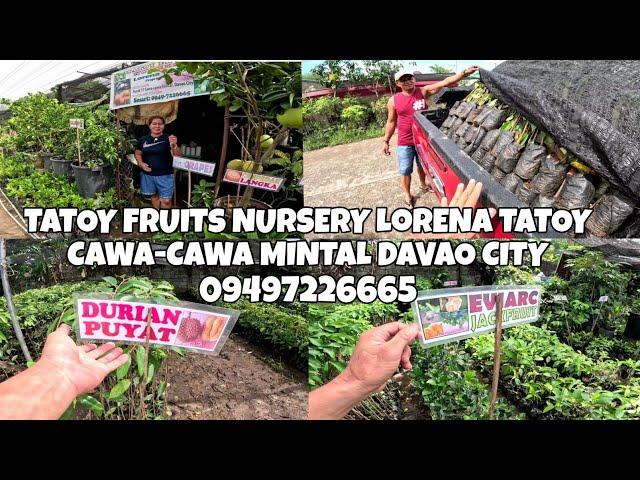 TATOY FRUITS NURSERY LORENA TATOY CAWA CAWA MINTAL DAVAO CITY.