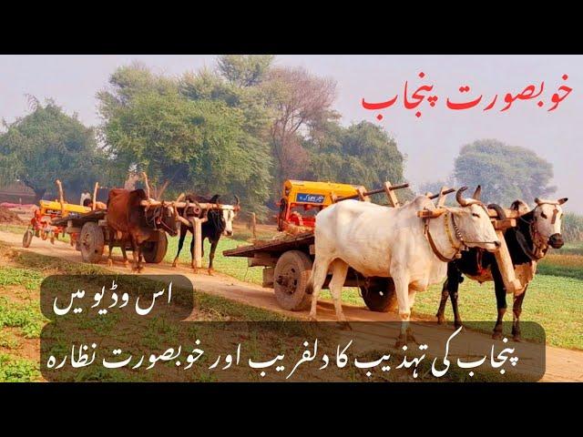 Unseen village life in punjab | Bull powered plough and wheat sowing with bull | Traditional and old