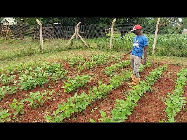 Farming God's Way Vs Conventional Farming at Amazima Farm