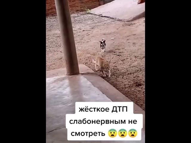 Ужасное ДТП, слабонервных просьба отойти от экрана!!!