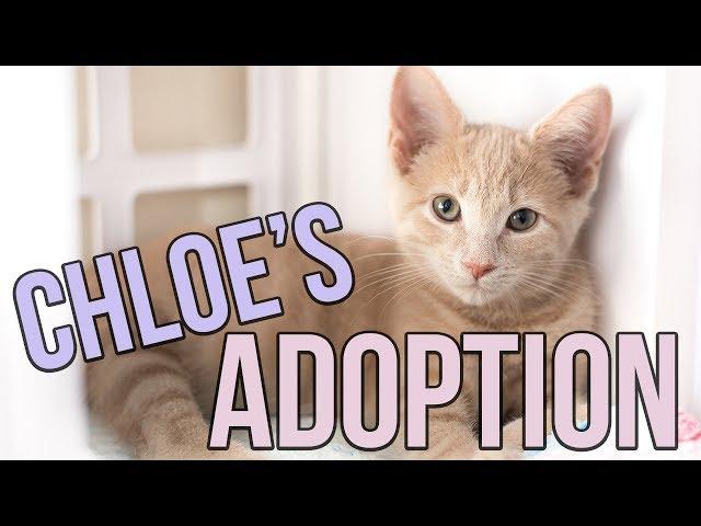 Chloe's California Adoption Adventure