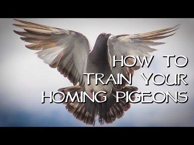 Homing Pigeons - Teach Your Birds Come Home!