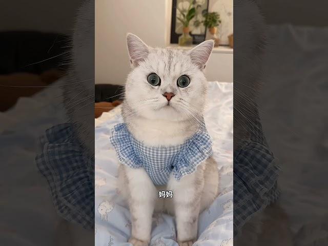 全世界坠坠乖的小猫咪！！（麻麻心里哈哈）#好乖的宝宝 #这小猫谁养谁不迷糊啊 #养宠人的治愈谁懂啊 #小猫治愈了世界 #寵物友善日常 #猫咪的迷惑行为 #大熱門