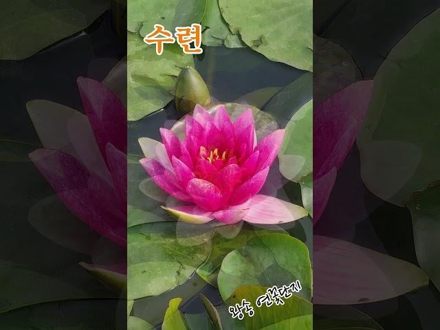수련