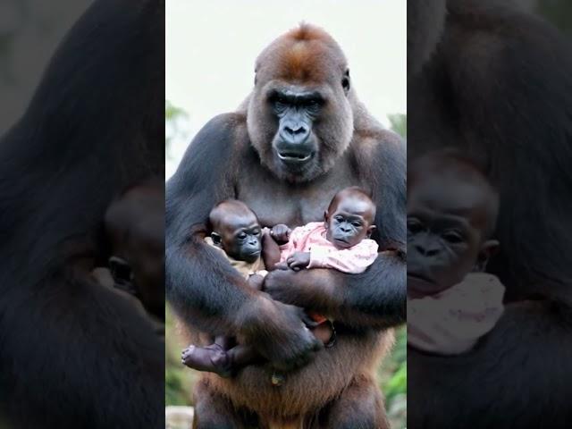 Gorilla holding baby.#gorilla #baby#shorts#cute#funny#love#animals