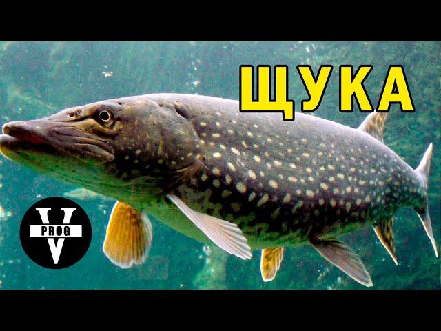 ЩУКА. Все что нужно знать о щуке. Среда обитания и как ловить щуку