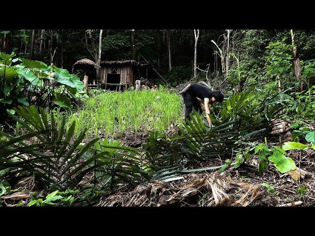 Survival skills | The First Year in The Jungle | From The Wild to The Most Livable Place