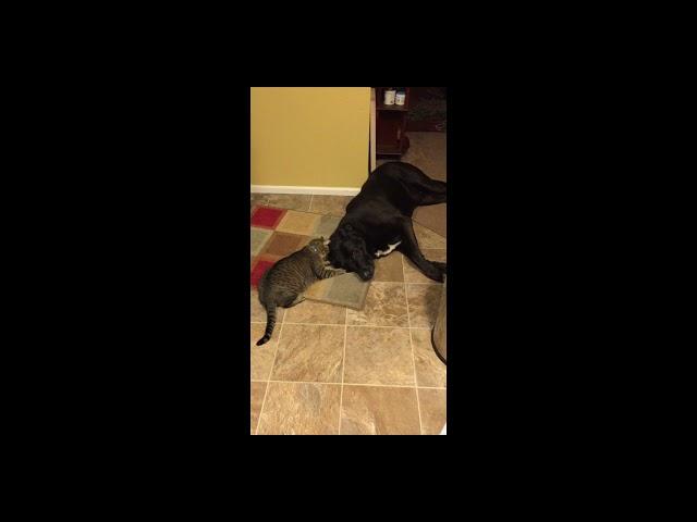 Throwback Thursday: Cuteness Overload - Cat and Dog Living Together - Total Anarchy!