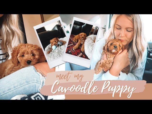 Getting a Cavoodle Puppy! | Meet Isla the Toy Cavoodle