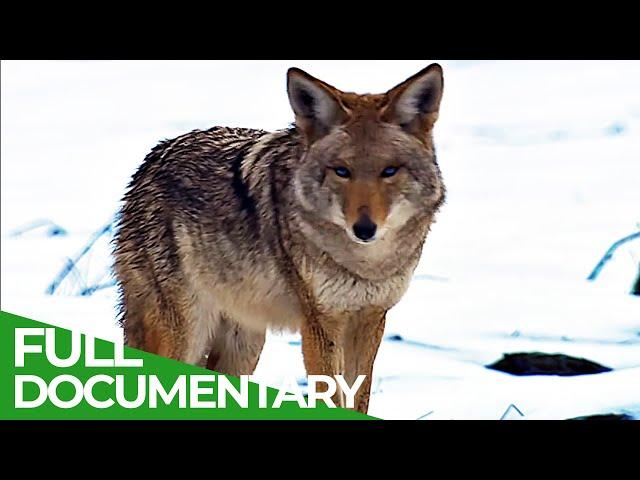 California - The Unknown Beauty of the Golden State | Free Documentary Nature