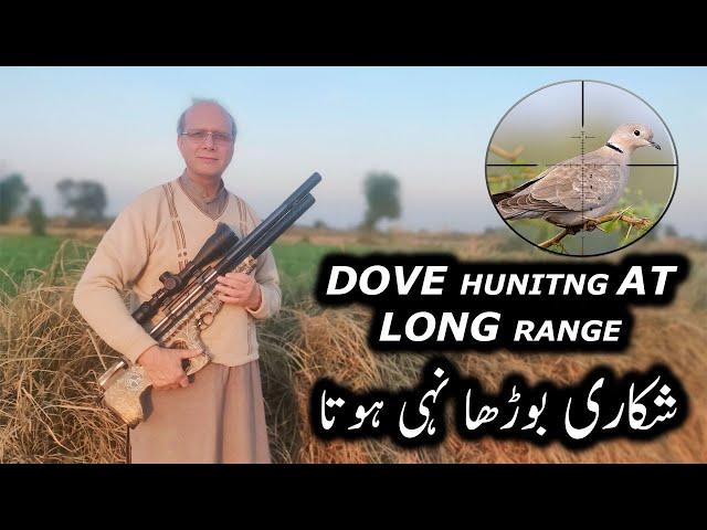 Dove Hunting at Long range || p15  Modified with FX stx Heavy Liner || ابھی تو میں جوان ہوں