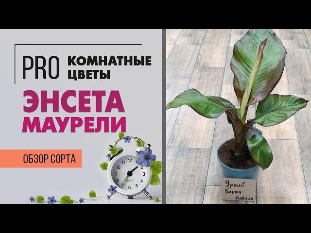 Банановая пальма. Банан - простое в уходе интересное и необычное комнатное растение. Пальмы для дома