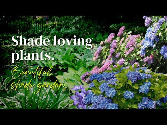 Shade garden ideas  Shade loving plants that Will Look Beautiful in Your Shade Garden 