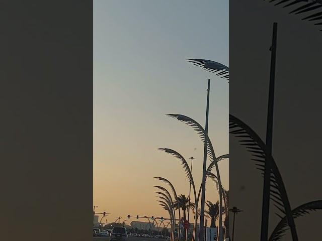 Palm leaves street light at Corniche #shorts #palm #light #leaves #youtubeshorts