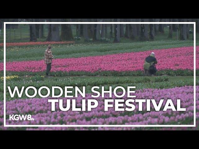 Wooden Shoe Tulip Festival kicks off