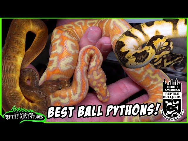 BEST BALL PYTHONS AT SCHAUMBURG NARBC!