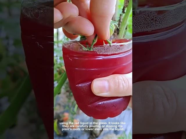 Watch Tiny Tomato Plant Drink Red Liquid For Growth