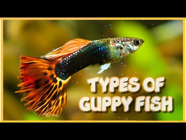 40 Different Types of Guppy Fish in the World