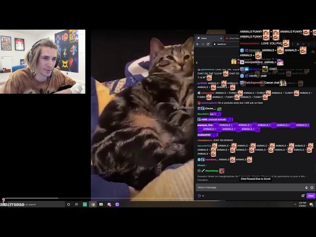 xQc ANIMALS = LULW