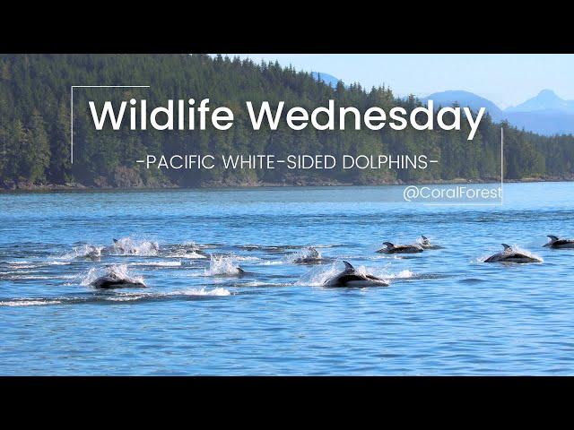 Wildlife Wednesday: Discovering the Playful Pacific White-Sided Dolphins - CoralForest