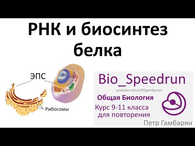 4. РНК и синтез белка (Speedrun общая биология 9-11 класс, ЕГЭ, ОГЭ 2021)