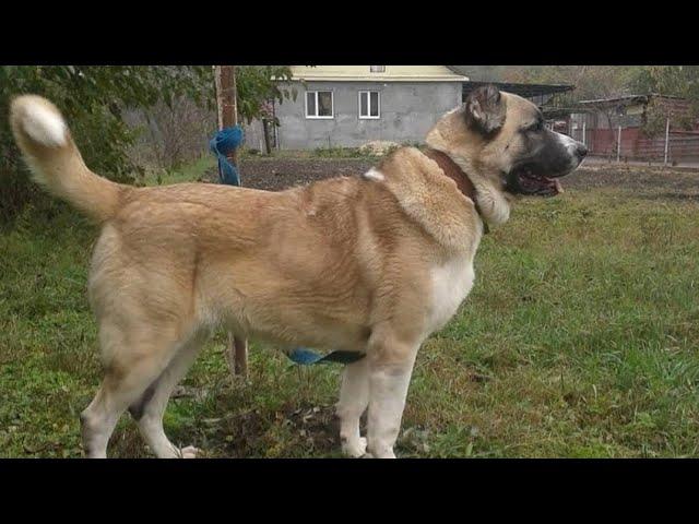 Самурай - один из лучших ТЯЖЕЛОВЕСОВ мира ТИ! Чемпион Мирового ОЛИМПА!