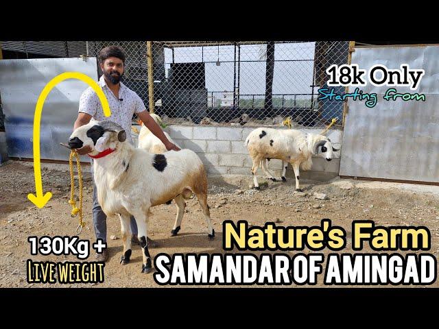 Nature's Farm Bangalore Samandar Of Amingad 99722 70994