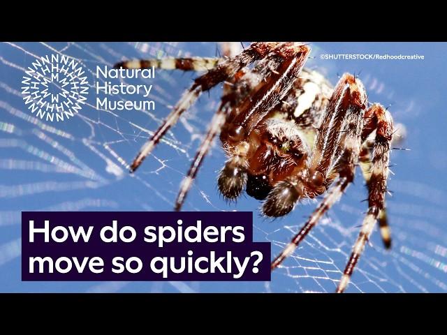 Why are spiders so scary when they move? | Surprising Science