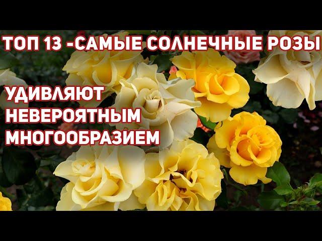 13 ЛУЧШИХ ЖЕЛТЫХ РОЗ, самые неприхотливые, обильноцветущие и здоровые.
