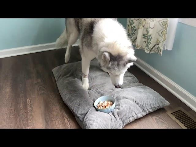 Stubborn Husky refuses to eat and tries to bury food