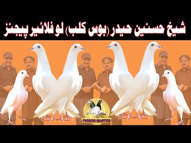 Pigeons of Shaikh Hasnain Haider ' Boss Club ' Ready for Competition in 2018