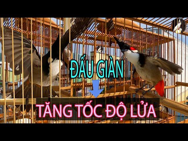 Chào Mào Đấu Giàn/Luyện Chào Mào Hót Đấu/Kích Chào Mào Ché/Kích Chào Mào Bổi Lên Lửa chào mào hót