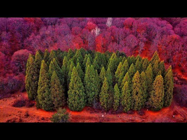 REDWOOD grove in the Crimea - a place that has long been hidden from tourists. Crimea is admirable.