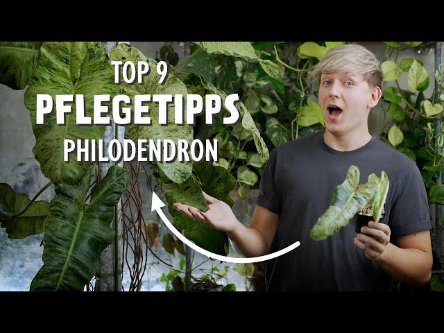 TOP 9 Pflegetipps für deinen Philodendron Paraiso Verde + ergrünte Blätter + Vermehrung