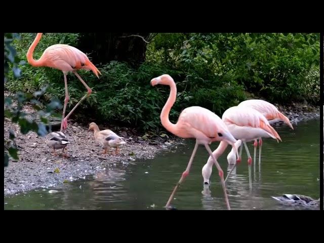 Flamingos video