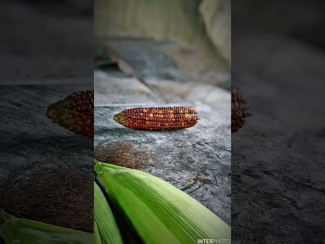 #photography #editing #video #foryou #foryoupage #viral #editingphotos #corn